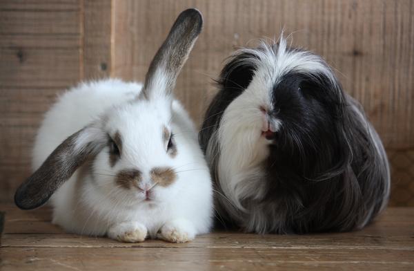 Buttermilk Farmyard bunnies